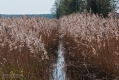 046_Biebrza - kwiecien 2012